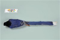 臺灣藍鵲藏品圖，第12張